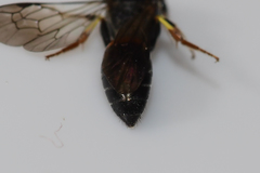 Hylaeus ornatus