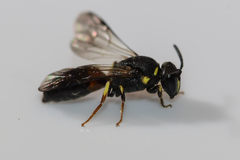 Hylaeus ornatus