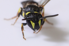 Hylaeus ornatus