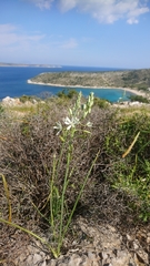 Ornithogalum narbonense