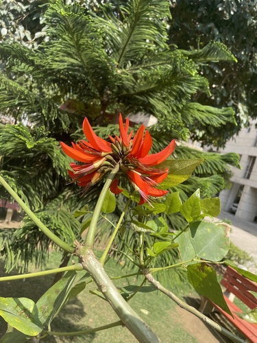 Foto de Sibipiruna