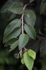 Ficus pumila awkeotsang
