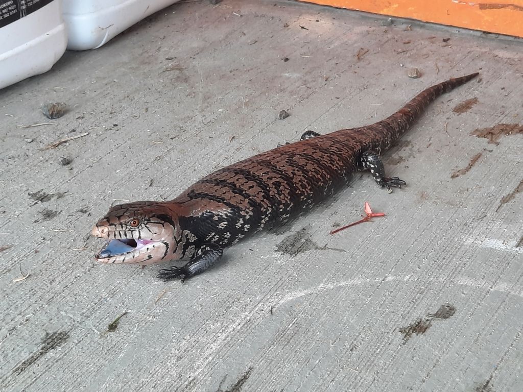 Giant Bluetongue in March 2024 by tiffany_beachy · iNaturalist