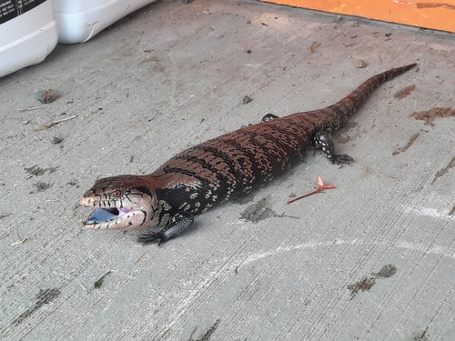 Tiliqua gigas