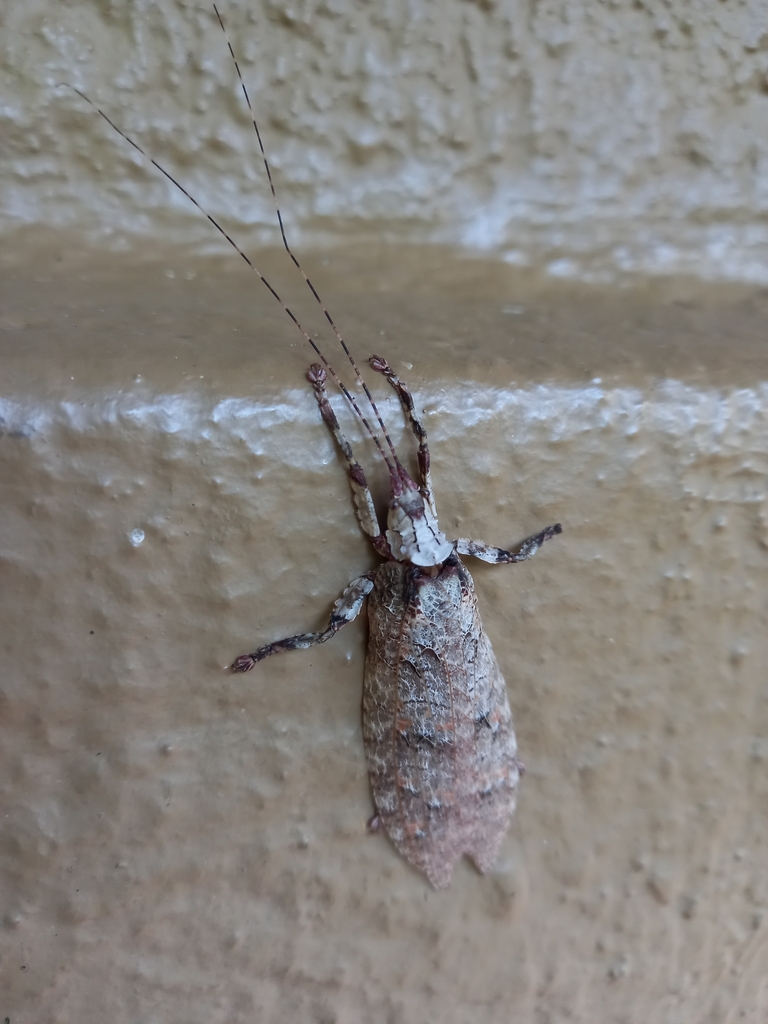 Common Bark Katydid from Sabie Park, 1260, South Africa on March 3 ...