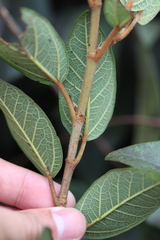 Ficus pumila awkeotsang