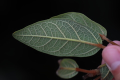 Ficus pumila awkeotsang