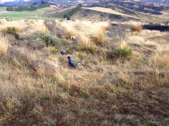 Porphyrio hochstetteri