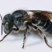 Osmia conjuncta - Photo (c) Royal Tyler, some rights reserved (CC BY-NC-SA), uploaded by Royal Tyler