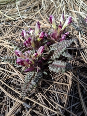 Pedicularis centranthera