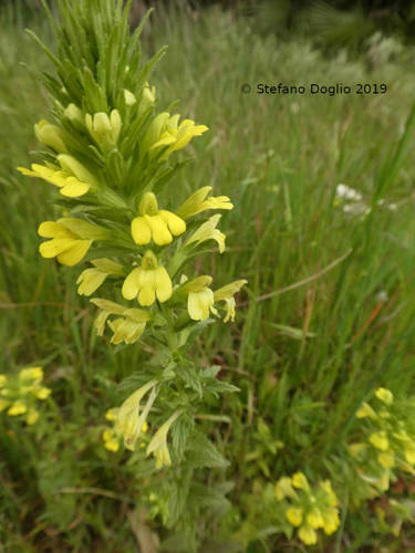 Yellow Glandweed