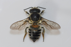 Litomegachile