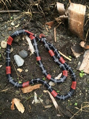 Micrurus ancoralis jani