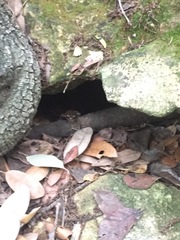 Eleutherodactylus marnockii