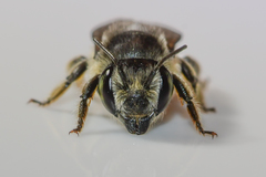 Litomegachile