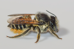 Litomegachile