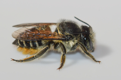 Litomegachile