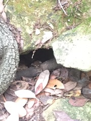 Eleutherodactylus marnockii