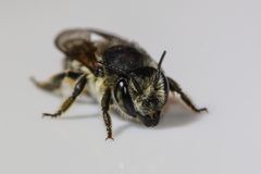 Litomegachile