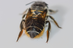 Litomegachile