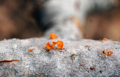 Quaternaria quaternata