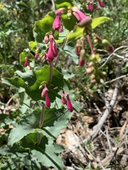 Penstemon pseudospectabilis