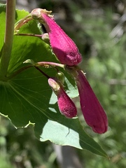 Penstemon pseudospectabilis