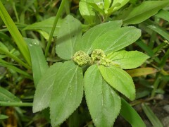 Euphorbia hirta image