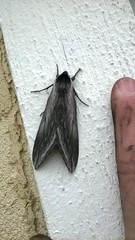 Sphinx perelegans