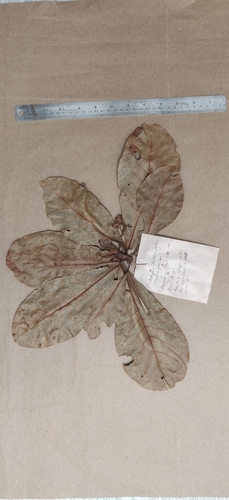 Elaeocarpus tuberculatus, photograph 4