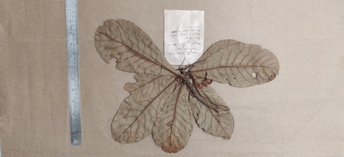 Elaeocarpus tuberculatus, photograph 5