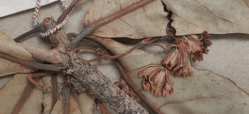 Elaeocarpus tuberculatus, photograph 6