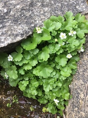 Kumlienia hystricula