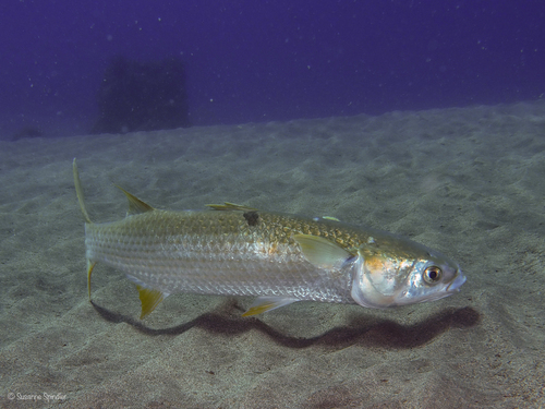 Sea Mullet, photo 10 of 10
