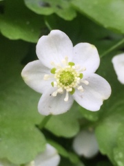 Kumlienia hystricula