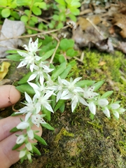 Sedum ternatum