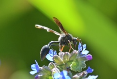 Delta bonellii
