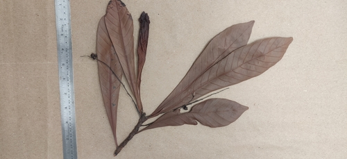 Leaf Litter Plant (Agrostistachys borneensis)