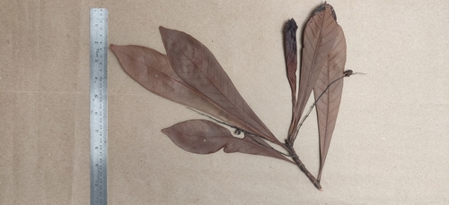 Image of Agrostistachys borneensis by (c) T R Shankar Raman, some rights reserved (CC BY)