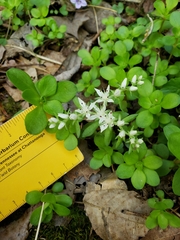 Sedum ternatum