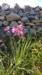 Gladiolus italicus