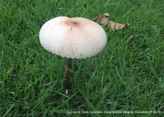 Macrolepiota colombiana