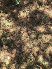 Thamnophis pulchrilatus