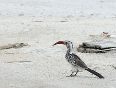 Damara Red-Billed Hornbill photo 5