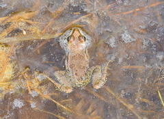 Pelophylax kurtmuelleri
