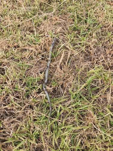 Lowlands Copperhead sighting