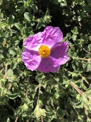 Cistus creticus