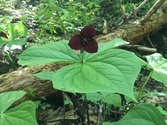 Trillium sulcatum