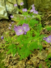 Phacelia bipinnatifida