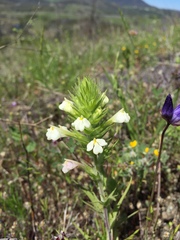 Castilleja rubicundula rubicundula